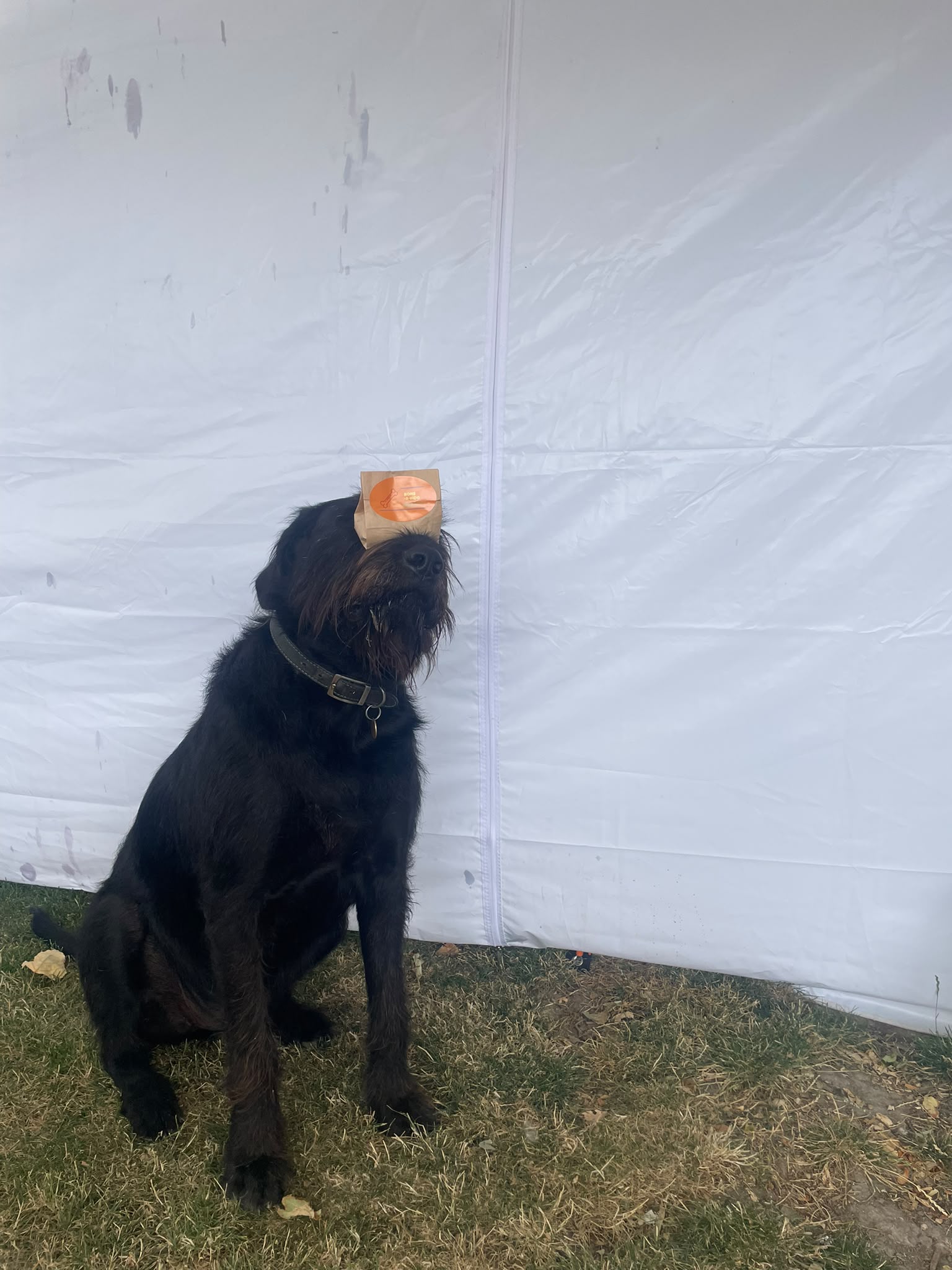 Geoffrey the dog balancing a Bone-a-Fido treat bag on his nose